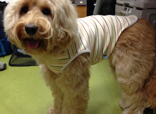 犬服教室 ハンドメイド部第2期生初回講習 犬服教室 Laughin Dog