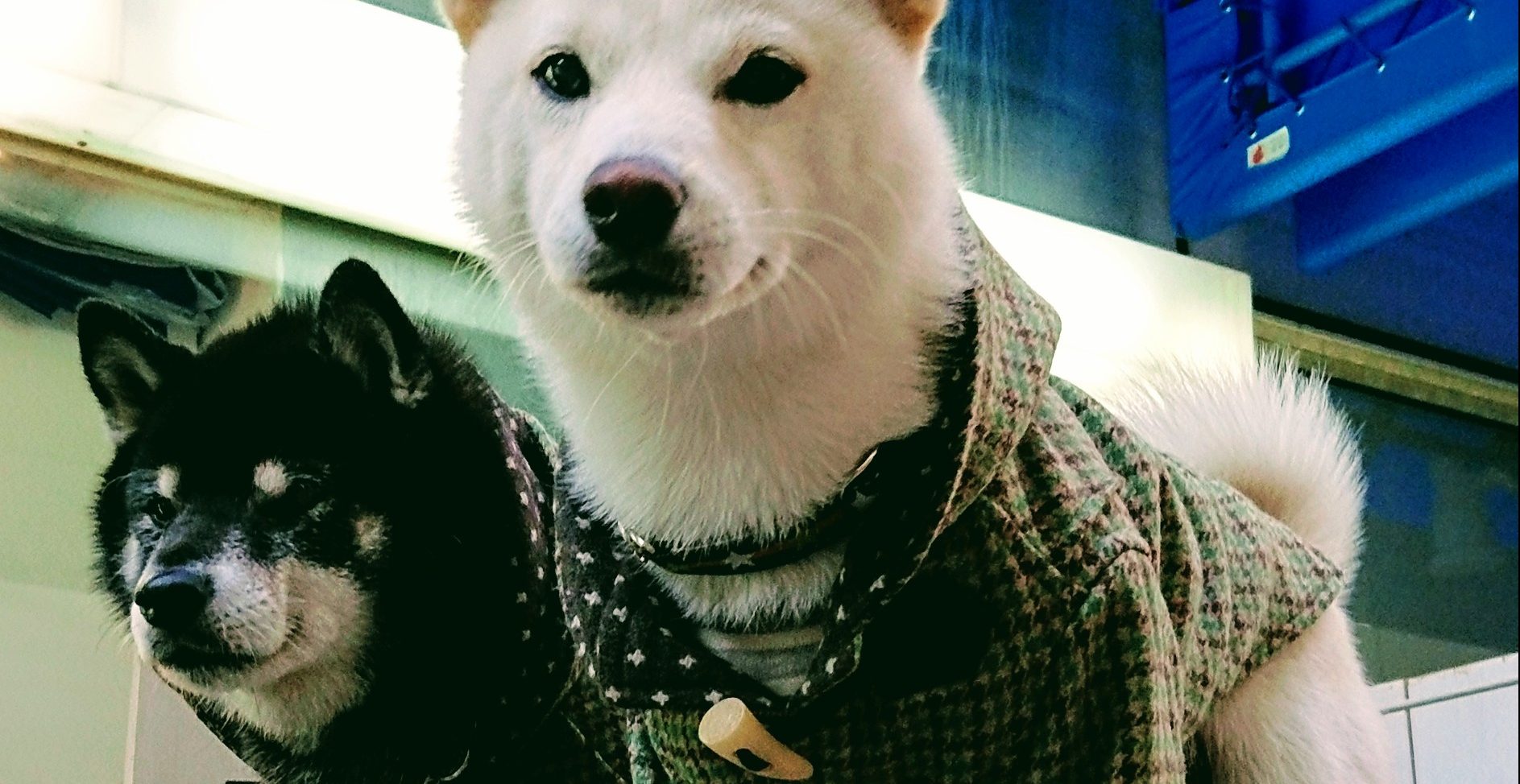 ダッフルコート リクエストps 犬服教室 Laughin Dog