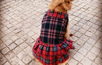 犬服教室 Laughin Dog ラフィンドッグ が開催する大田区蒲田での犬服教室 ご自身の手で立体裁断の着心地のよい犬の洋服を作ってみましょう 小型犬から大型犬まで楽しい服作りが待っています