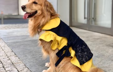 犬服教室 Laughin Dog ラフィンドッグが開催する大田区蒲田での犬服教室 ご自身の手で立体裁断の着心地のよい犬の洋服 を作ってみましょう 小型犬から大型犬まで楽しい服作りが待っています