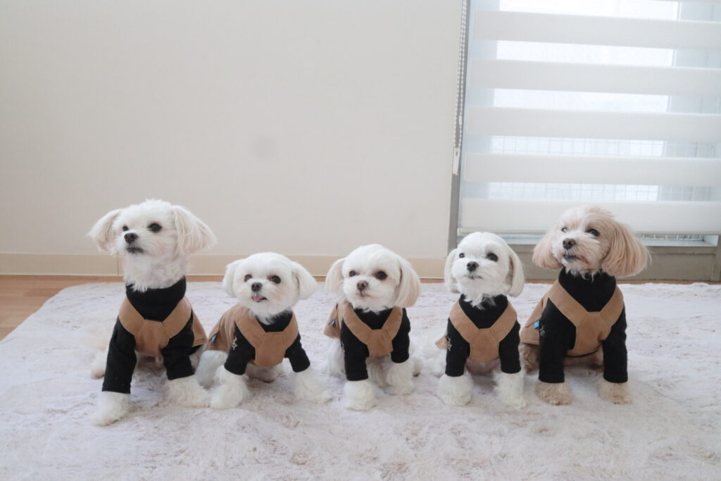 ハンドメイド　ジャンパースカート　小型犬　コーデュロイ IMG_9441-1-1024x683.jpg