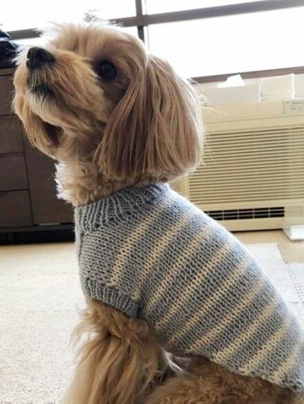 ラフィンドッグ犬服教室 編み物ベーシック講座 初級クラス