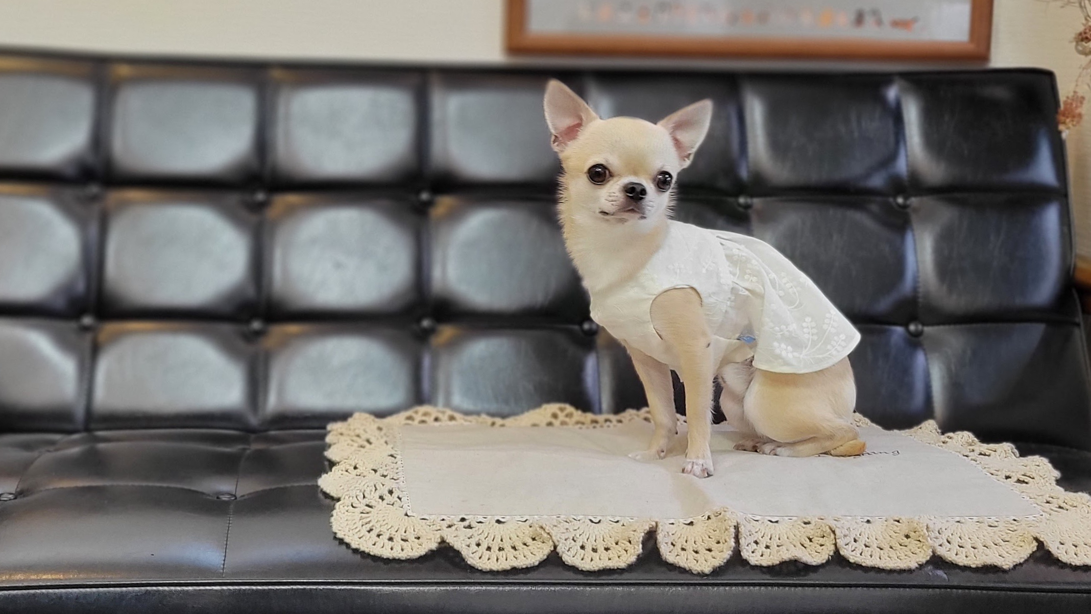 ラフィンドッグ犬服教室 新講座「うちの子服とおそろい服」