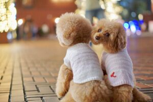 ラフィンドッグ犬服教室 編み物入門クラスボーダーベスト＆マフラー