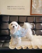 ジャンパースカート | 犬服教室 Laughin' Dog